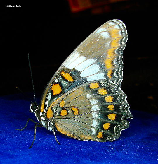 Liminitis astynax (aberrant, hybrid with arthemis, 7.23.2009 Carbon Co. PA, live, verso) (Internet Image property of respective owner, non-commercial use only)
